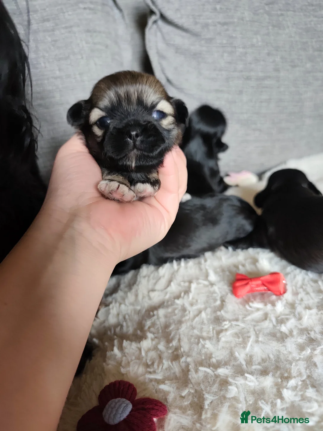 Shih Tzu dogs for sale: Gorgeous  shish tzu puppies  - Advert 14