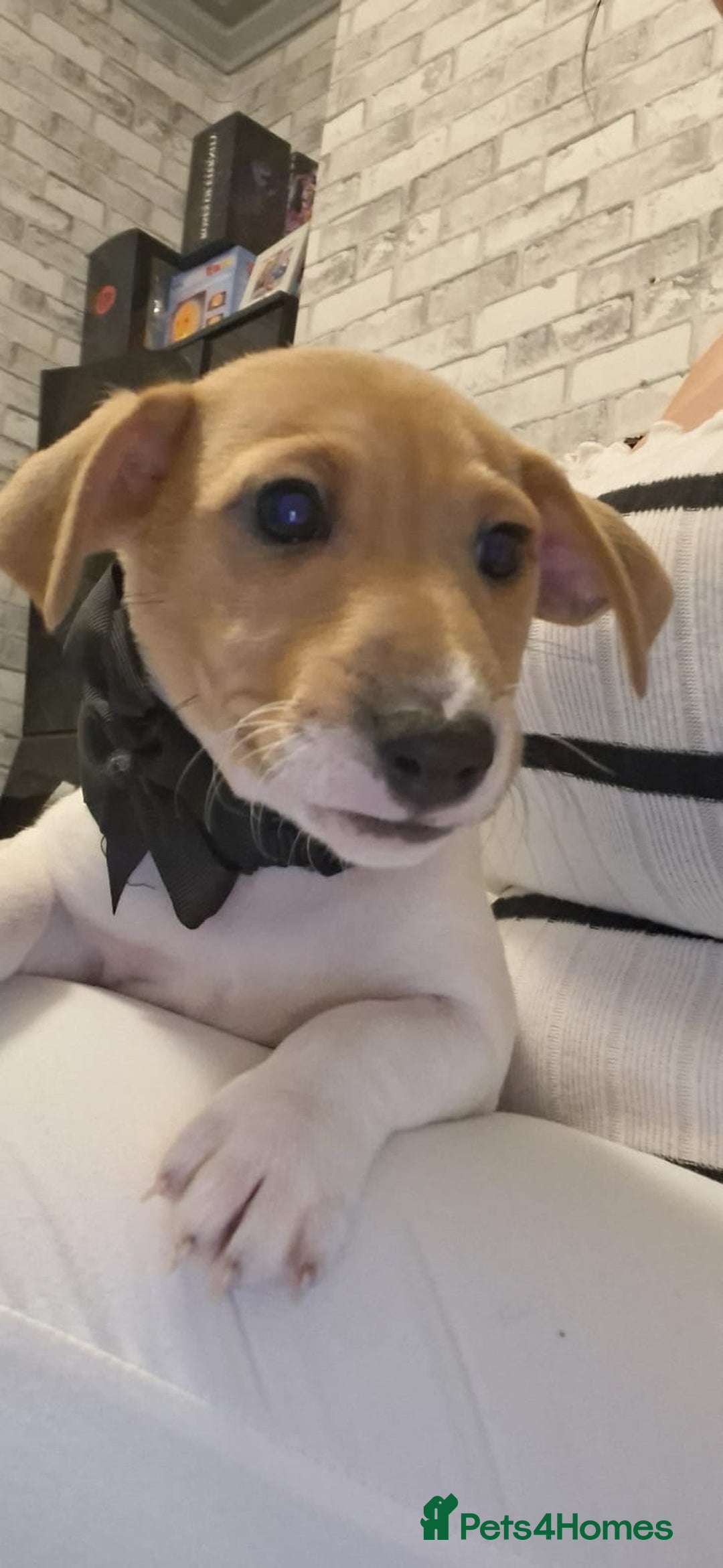 Jack Russell dogs for sale: Beautiful Jack Russell puppies - Advert 2