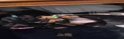 Dachshund dogs for sale: Stunning litter of dachshund puppies - Advert 17