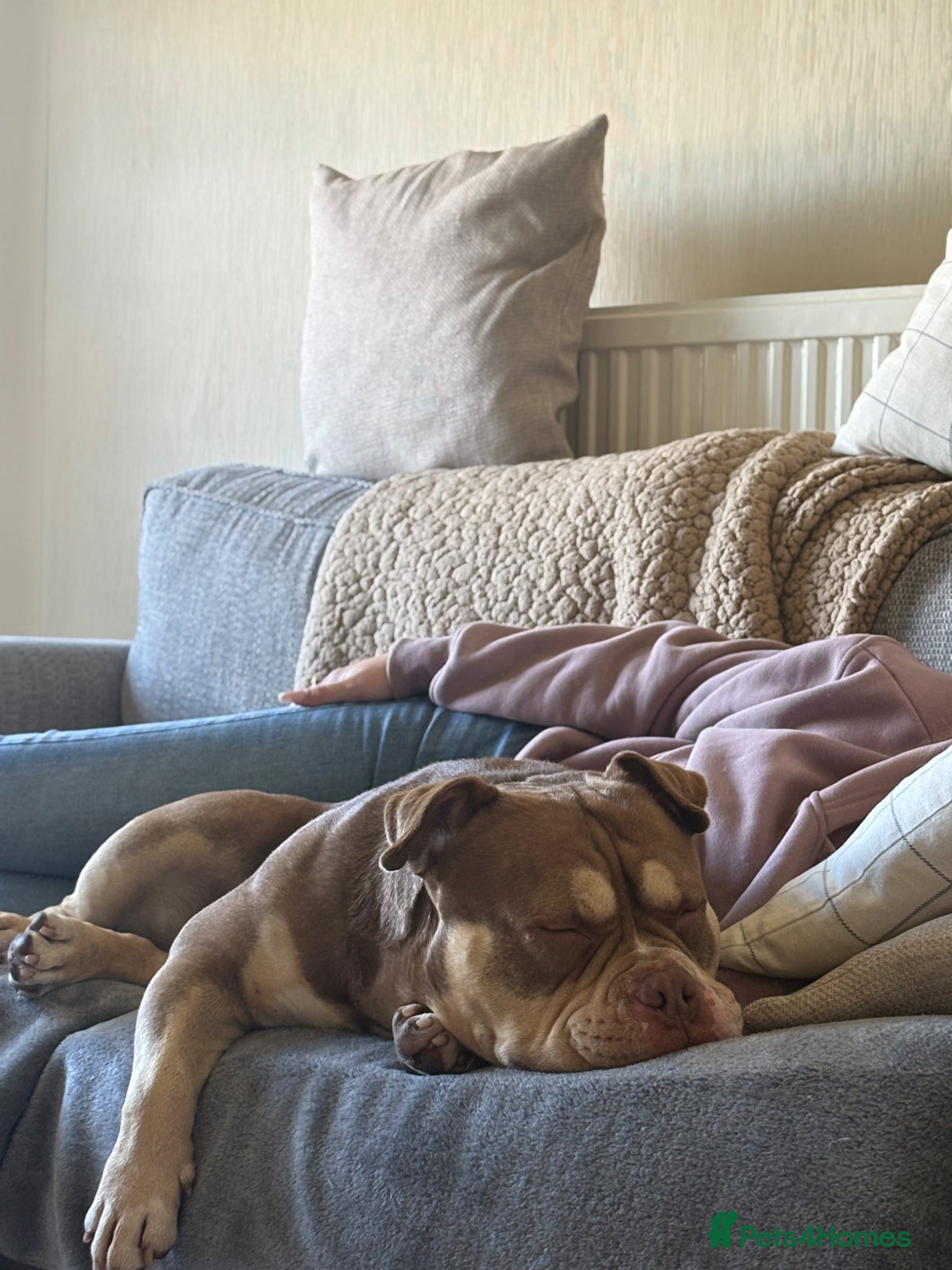 American Bully dogs American pocket bully  - Advert 2