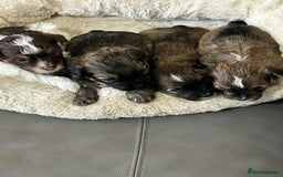 Havanese dogs for sale: Full Breed Havanese - Advert 3