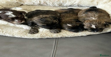 Havanese dogs Full Breed Havanese - Advert 2