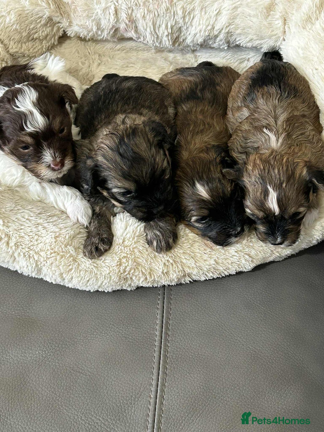 Havanese dogs for sale: Full Breed Havanese - Advert 3