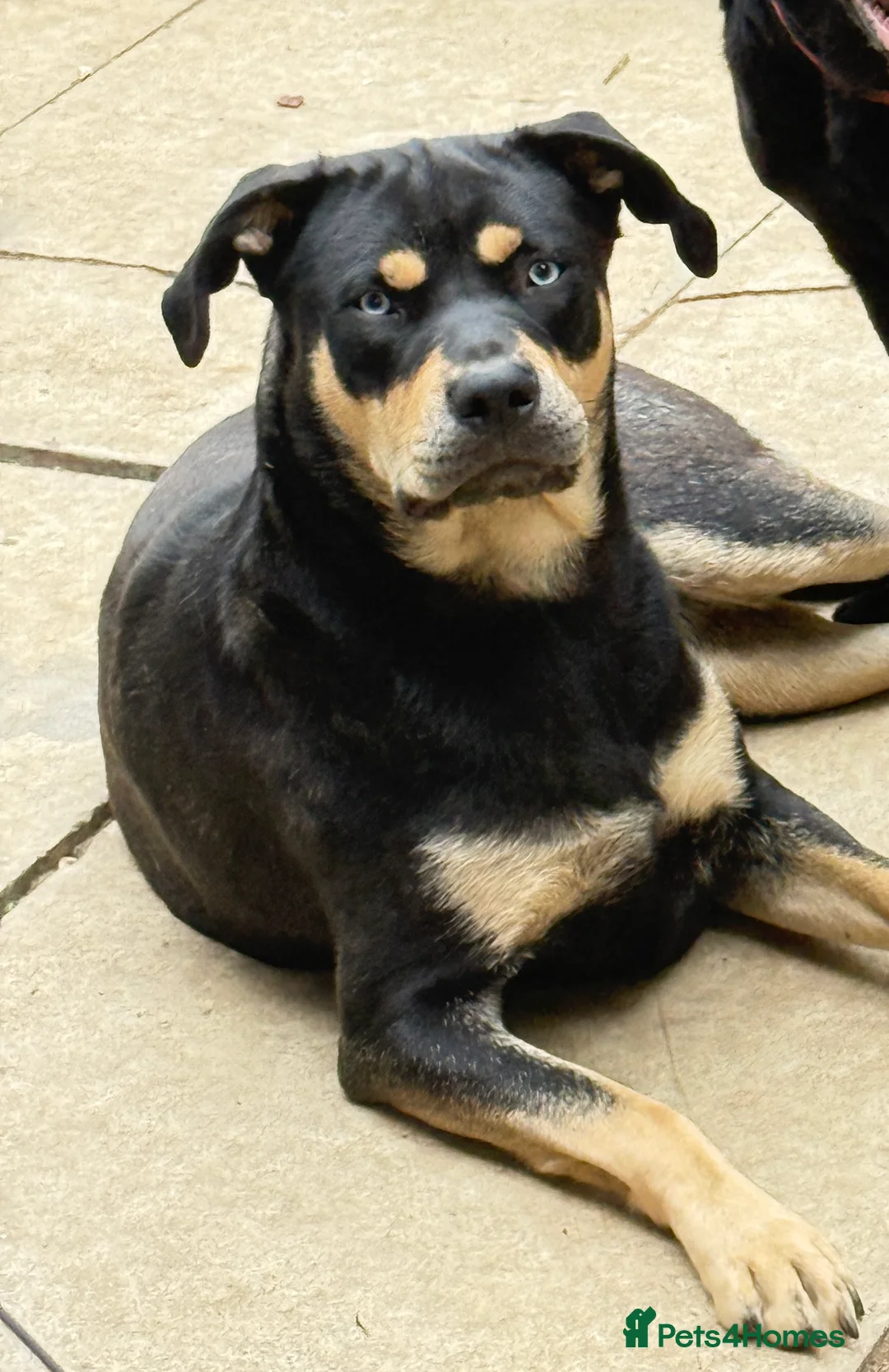 Mixed Breed dogs for sale: Rott x lab puppies 1 girls 3 boys ready to go now - Advert 21