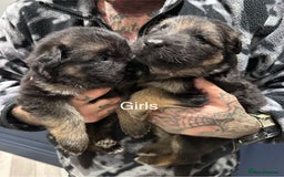 German Shepherd dogs for sale: Beautiful purebred German shepherd puppies - Image 16