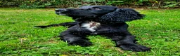 Cocker Spaniel dogs for sale: Cocker Spaniel Puppies - Advert 7