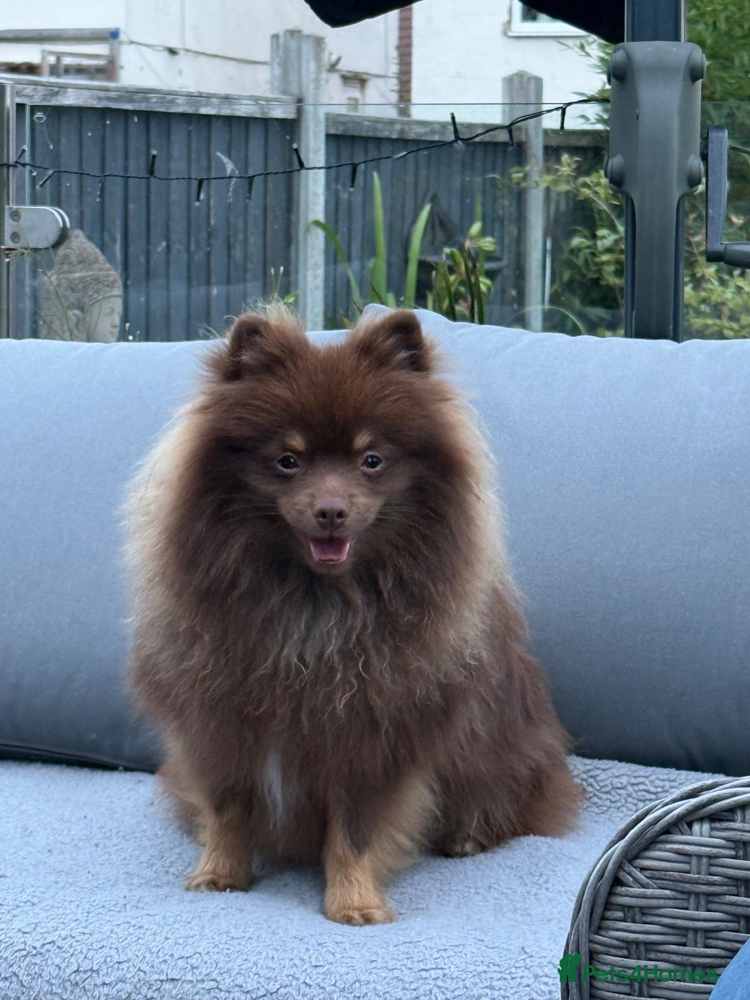Pomeranian dogs For sale one stunning chocolate & tan boy  - Advert 8