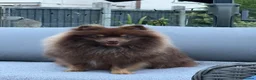 Pomeranian dogs for sale: For sale one stunning chocolate & tan boy  - Advert 1
