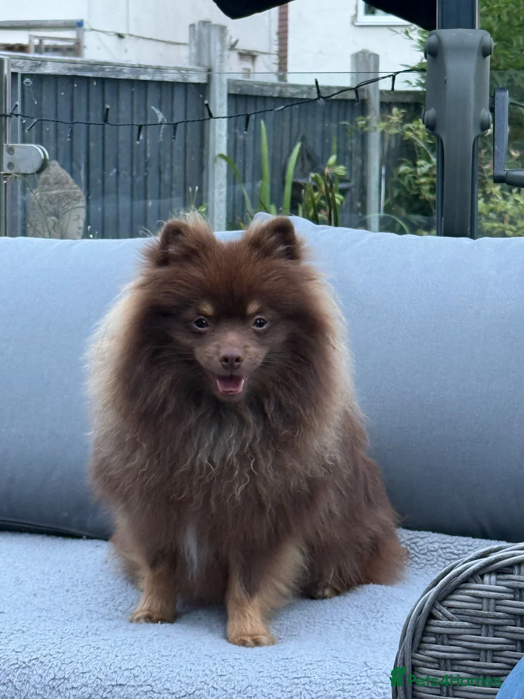 Pomeranian dogs for sale: For sale one stunning chocolate & tan boy  - Advert 1