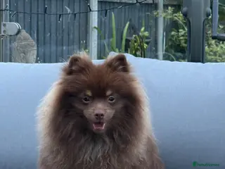 Pomeranian dogs For sale one stunning chocolate & tan boy - Advert 2