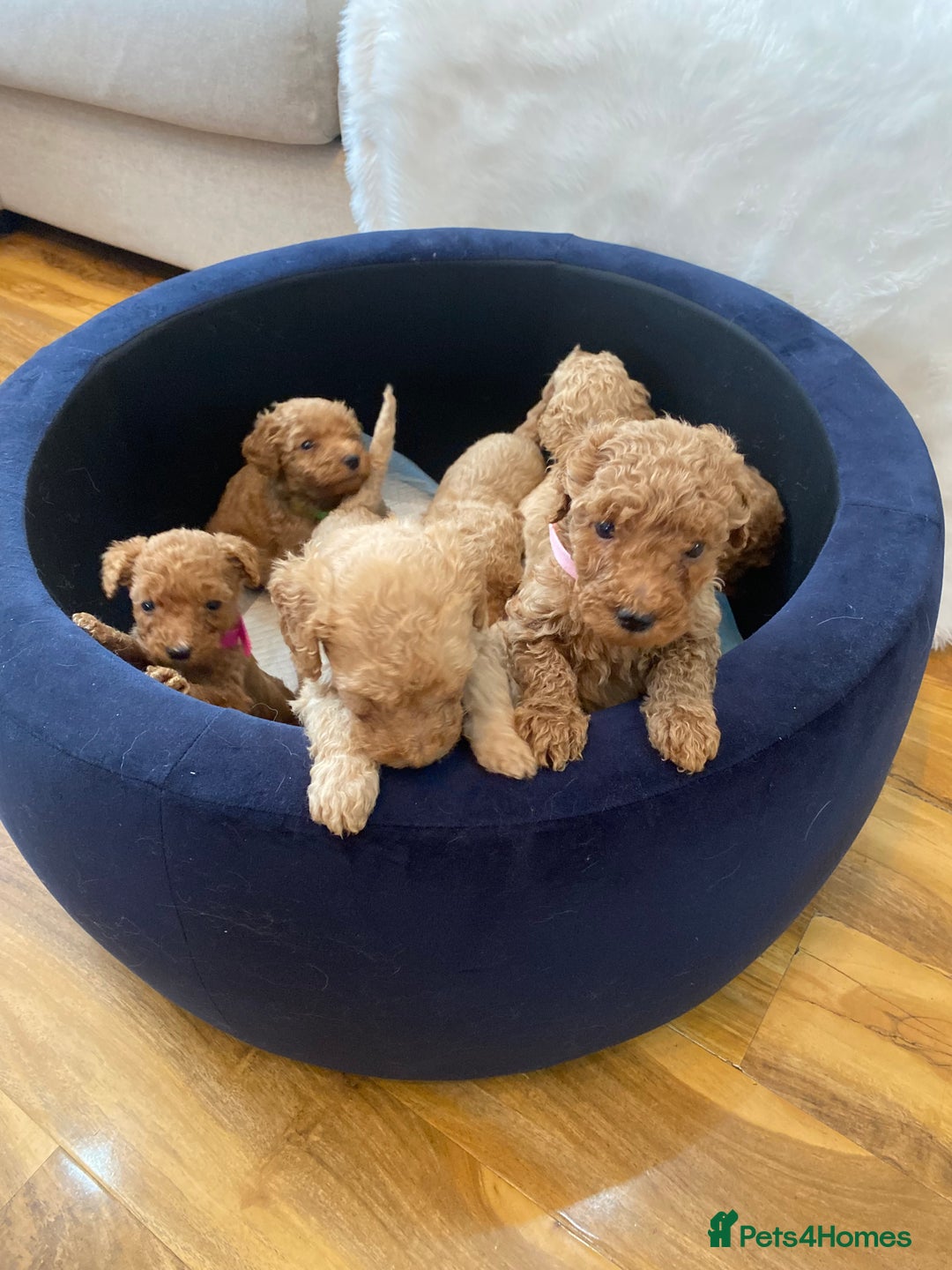 Goldendoodle dogs for sale: F1Goldendoodel puppies now ready for new home  - Advert 18