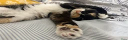 Mixed Breed cats for sale: Three beautiful female kittens! - Advert 5
