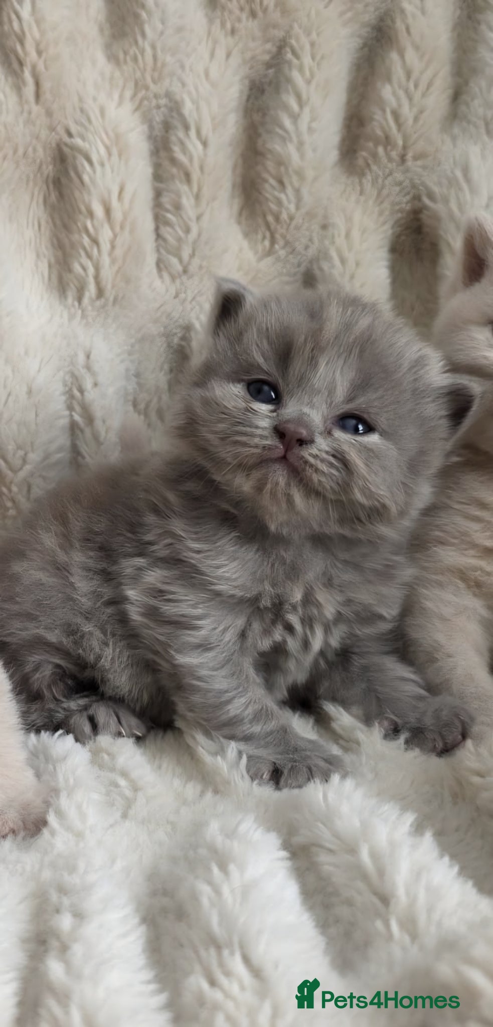 British Longhair cats GCCF Stunning Lilac British Longhair  - Advert 12