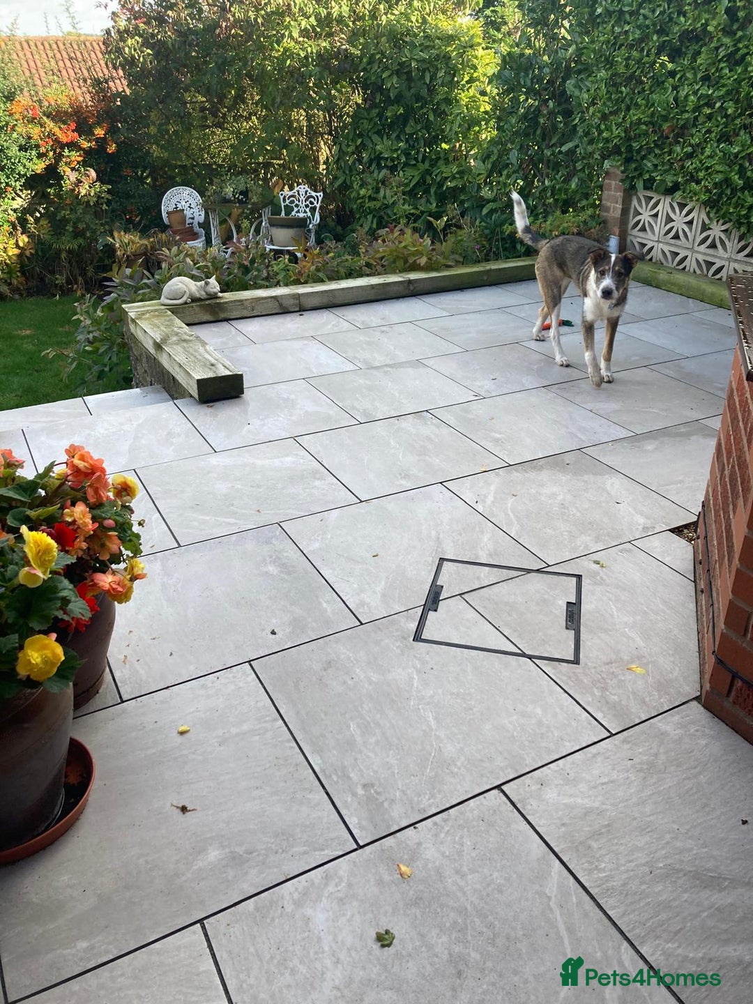 Mixed Breed dogs for adoption: 🐾💛 DIGBY – The Affectionate Big Softie! 💛🐾 - Advert 24