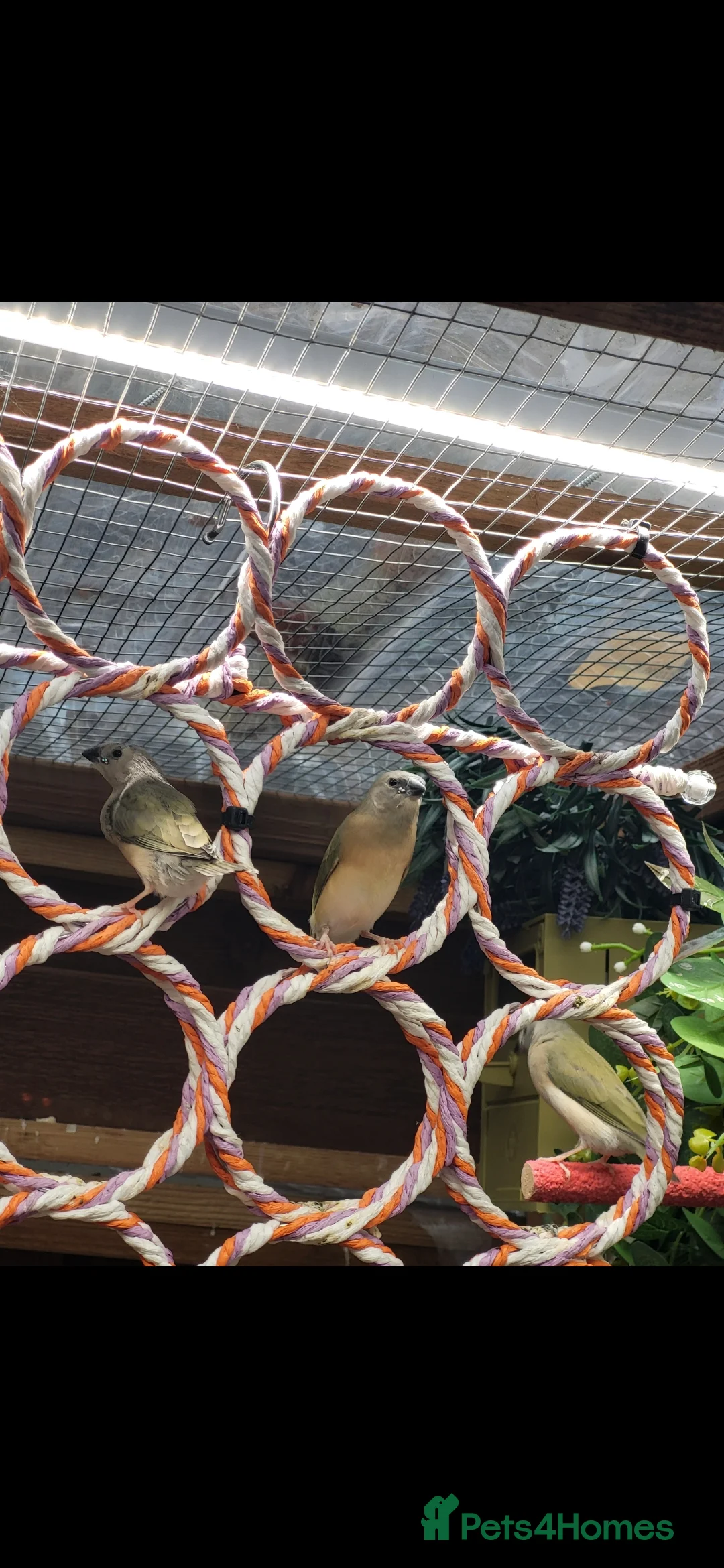 Finches birds for sale: Young gouldian finches - Advert 5