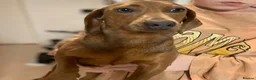 Dachshund dogs for sale: dachshund pups  - Advert 2