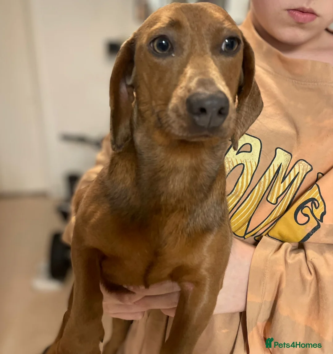 Dachshund dogs for sale: dachshund pups  - Advert 2