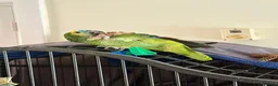 Parrots birds for sale: Hand Raised Blue Fronted Amazon in Manchester - Advert 2