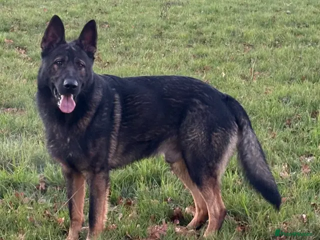 German Shepherd dogs for stud: German shepherd fully health tested proven stud - Advert 2