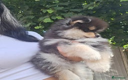 Pomsky dogs for sale: Pomsky puppies very small toy size F3  - Image 35