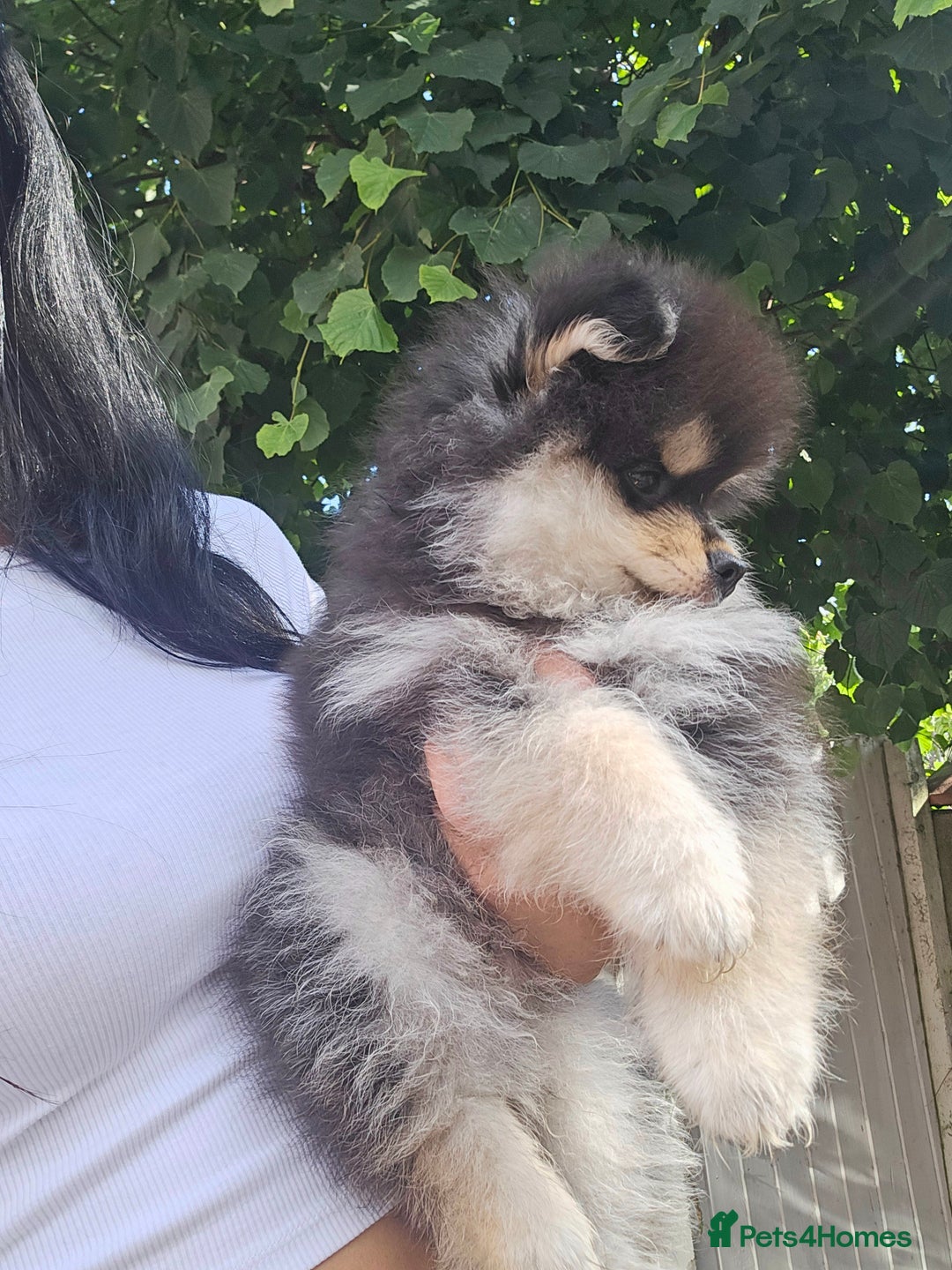 Pomsky dogs for sale: Pomsky puppies very small toy size F3  - Image 35