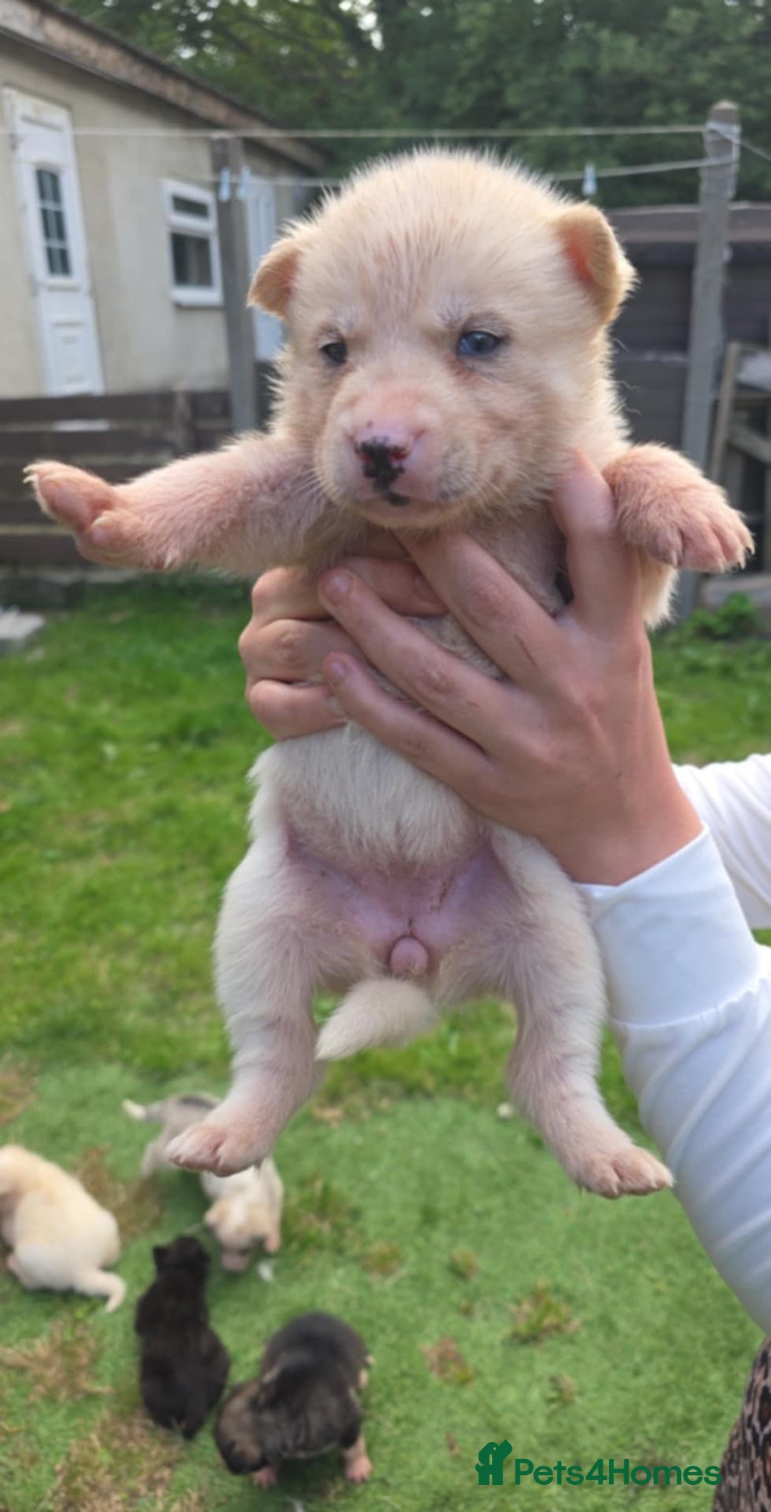 Siberian Husky dogs for sale: sibirian husky - Image 2