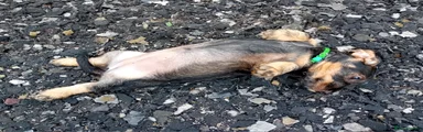 Dachshund 1