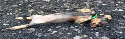 Dachshund dogs for sale: Standard Wirehaired Dachshunds  - Advert 2