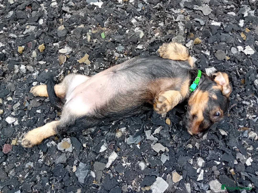 Dachshund dogs for sale: Standard Wirehaired Dachshunds  - Advert 2