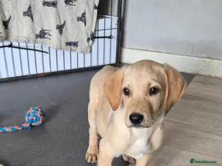 Labrador Retriever dogs Looking for a loving home kc reg - Advert 2