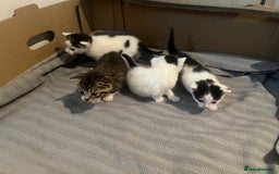 British Shorthair cats for sale: 4 adorable girl kittens  - Image 9
