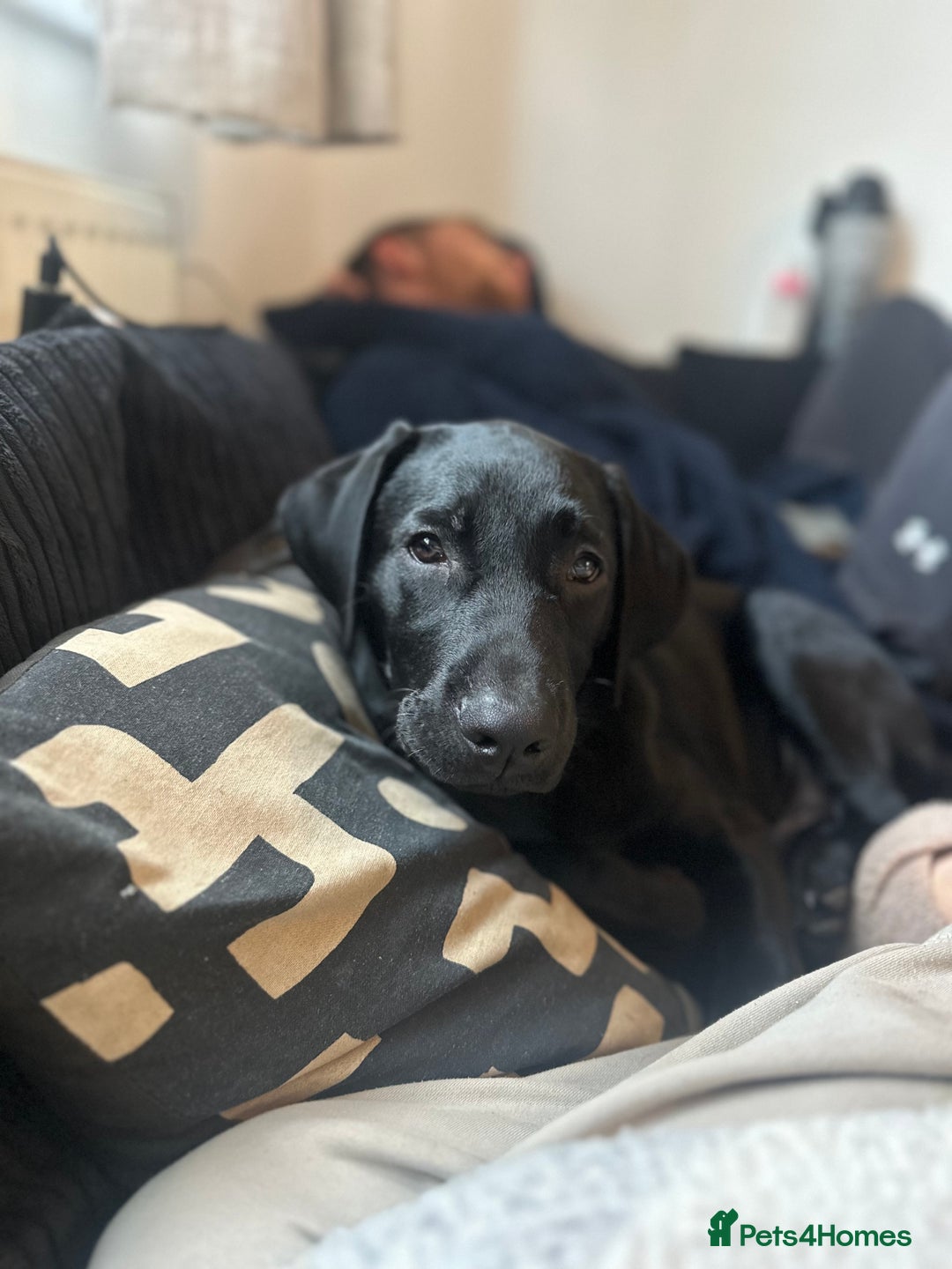 Labrador Retriever dogs for sale: Male Labrador  - Advert 2