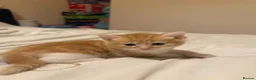 Mixed Breed cats for sale:  1 gorgeous fluffy kitten - Advert 7