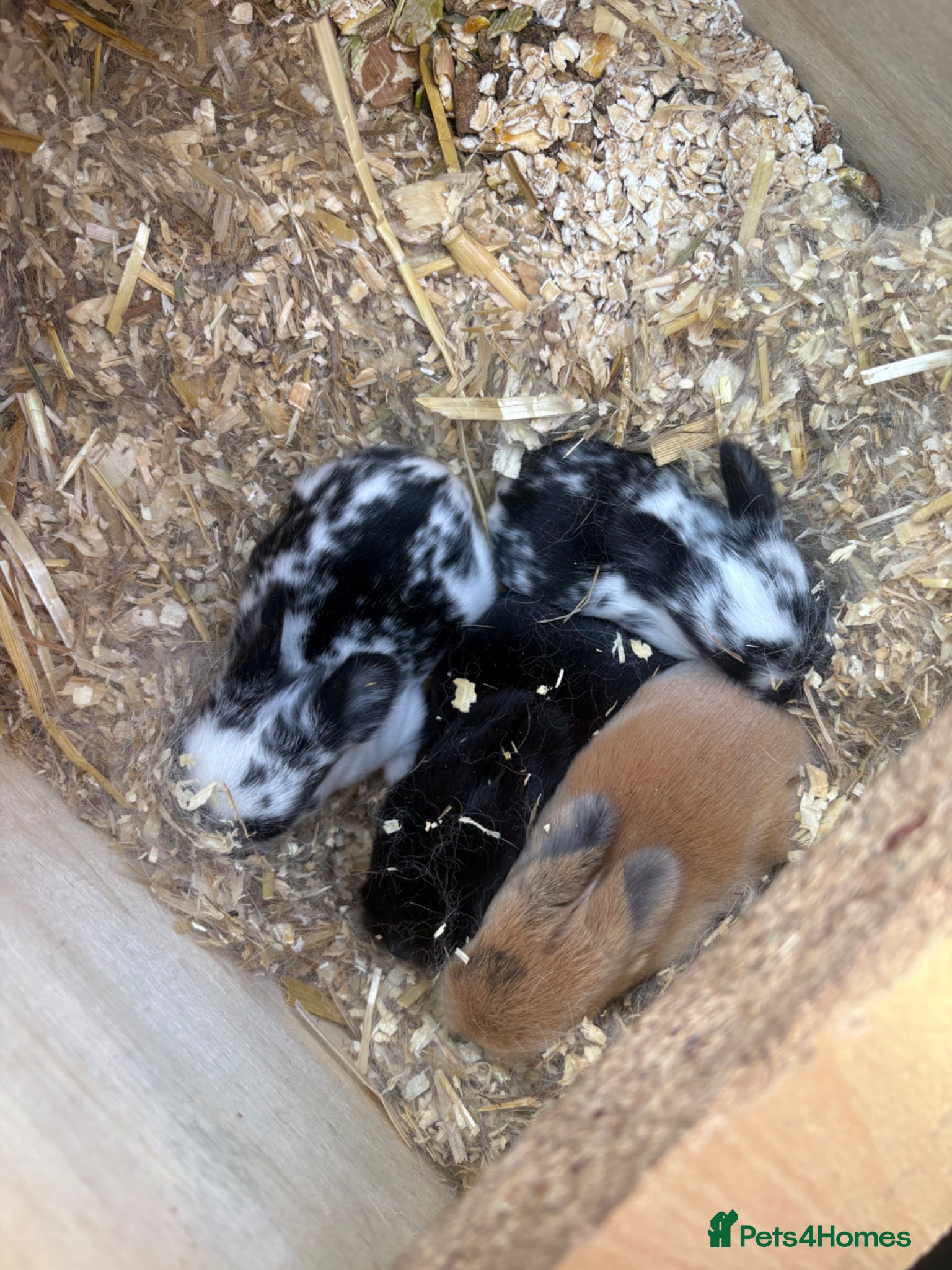 Mini Lop rabbits Mini lop babies and lion head lops  - Advert 1