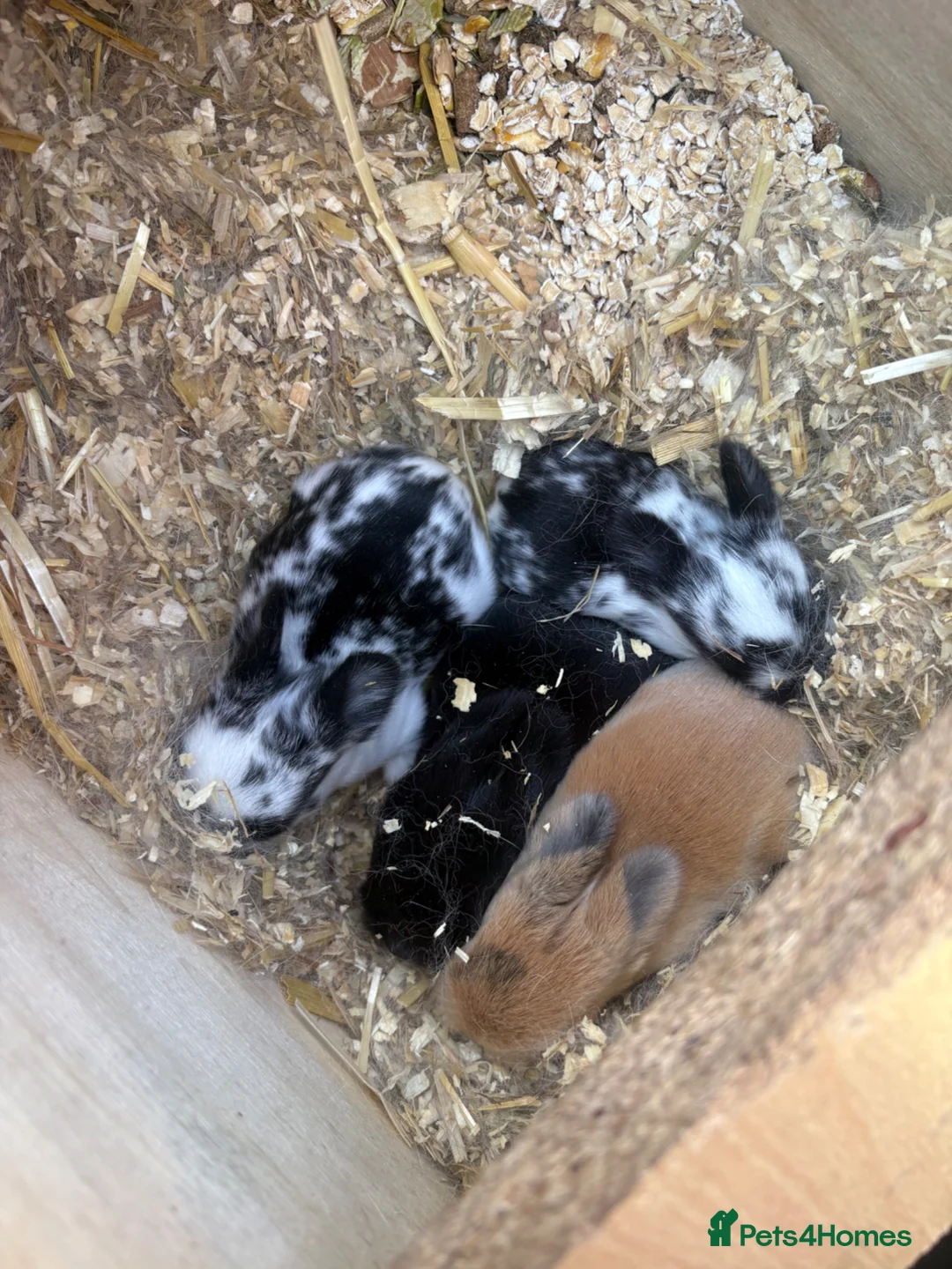 Mini Lop rabbits for sale: Mini lop babies and lion head lops  - Advert 1