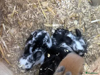 Mini Lop rabbits Mini lop babies and lion head lops - Advert 2