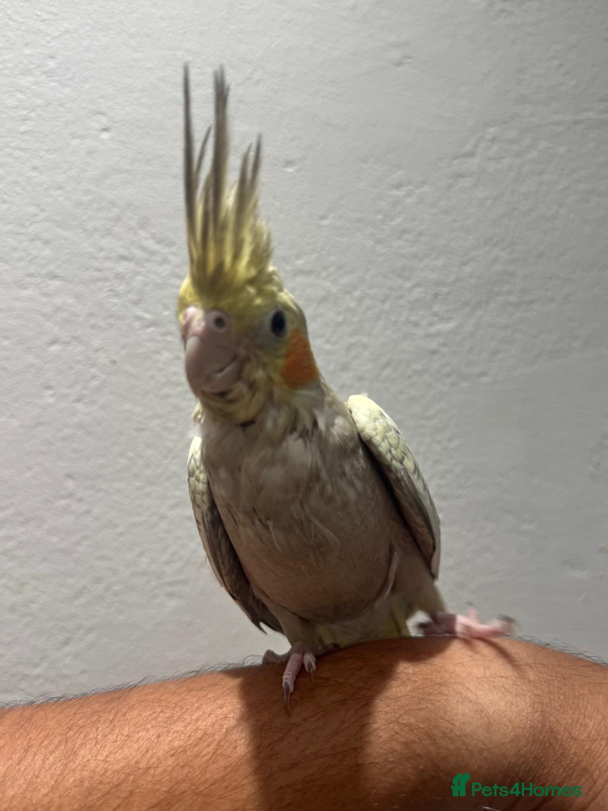 Cockatiels birds Hand Reared Silly Tamed Cockatiel - Advert 2