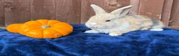 French Lop rabbits for sale: 5 Beautiful French lops  - Advert 10