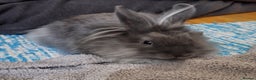 Mixed Breed rabbits for sale: Netherland dwarf and lionhead mix bunny - Advert 1