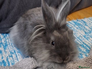 Mixed Breed rabbits Netherland dwarf and lionhead mix bunny - Advert 8