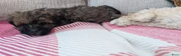 Shihpoo dogs for sale: ⭐ Toy Shihpoo Puppies ⭐ - Advert 5