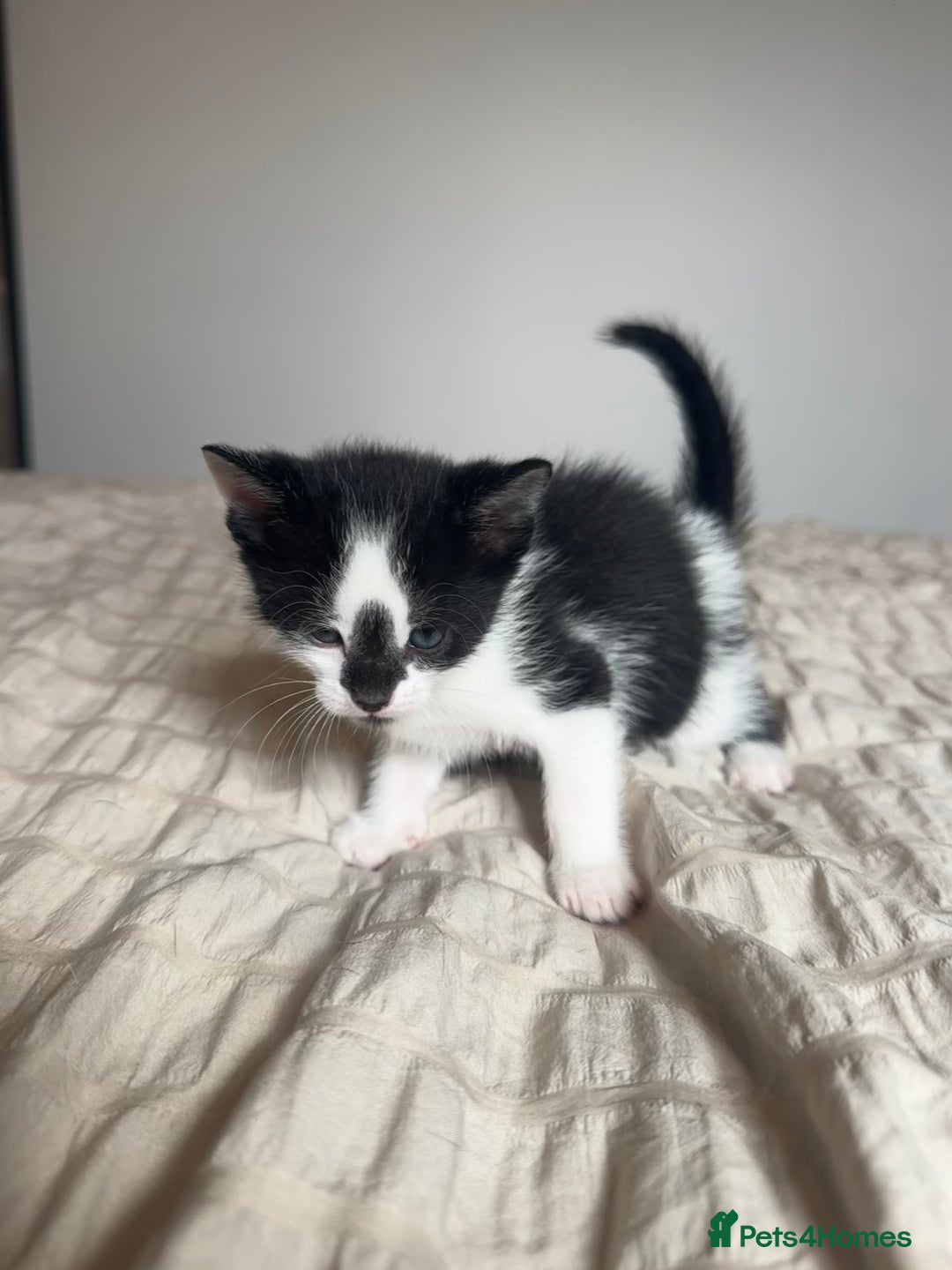 Mixed Breed cats for sale: 5 kittens for sale  - Image 5