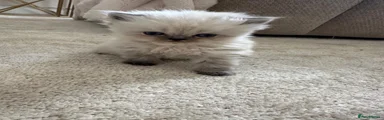 Persian 1