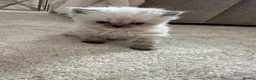 Persian cats for sale: Purebred Persian Kittens for Sale  - Advert 19