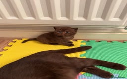 British Shorthair cats for sale: 🇬🇧BSH LILAC & BLUE BOYS 👀4🏠 🥰 GCCF REG  - Image 10