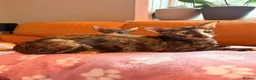 Oriental cats for sale: Beautiful Siamese & Oriental Kittens  - Advert 20