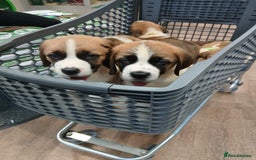 Saint Bernard dogs for sale: Saint Bernard puppies  - Image 35