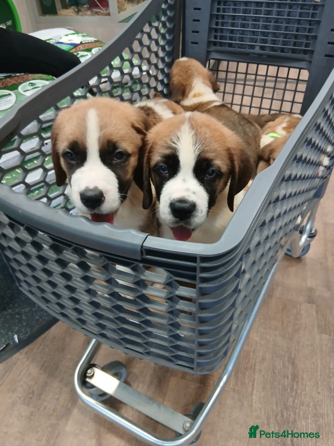 Saint Bernard dogs for sale: Saint Bernard puppies  - Image 35
