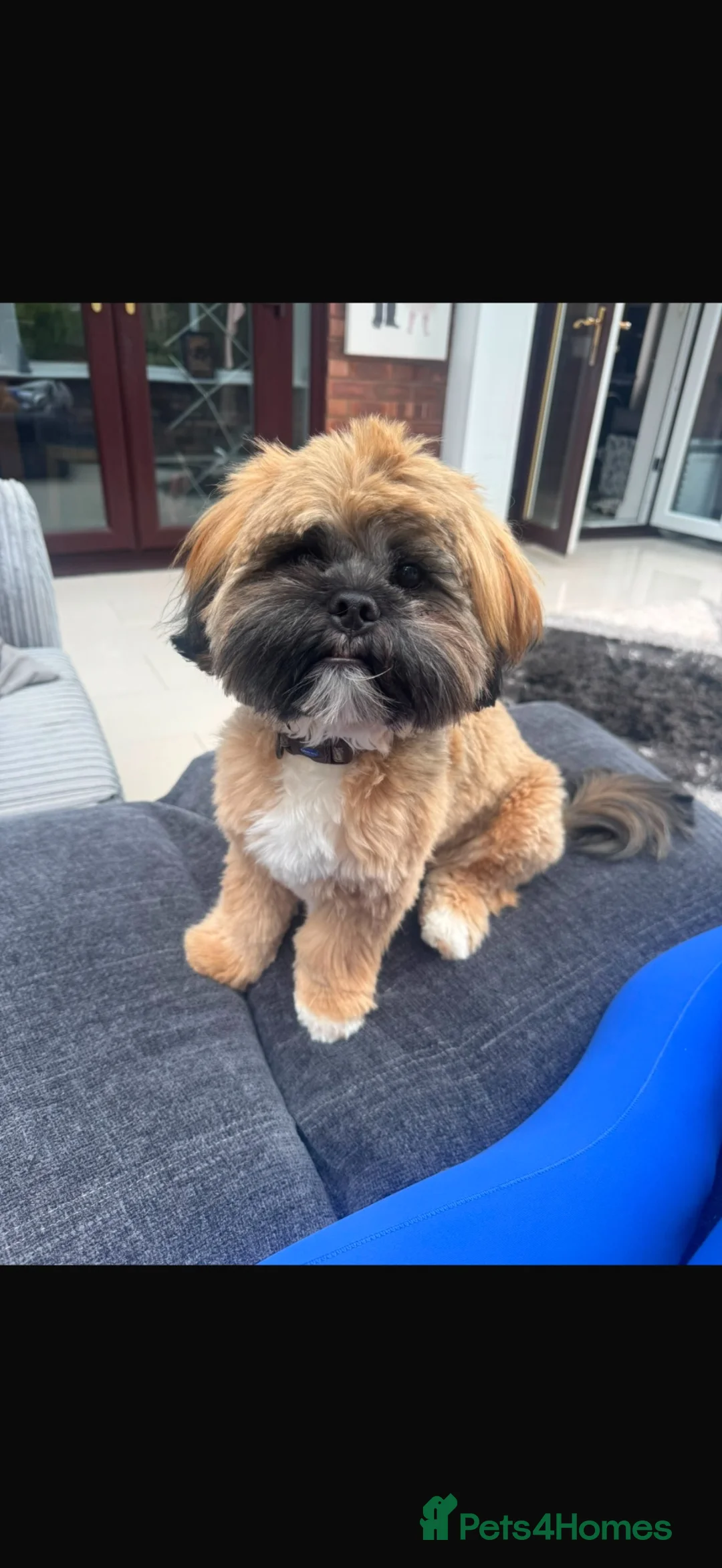 Lhasa Apso dogs for sale: Tibetan Lhasa Apso Brindle Puppies - Advert 2