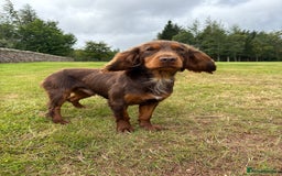 Cocker Spaniel dogs for stud: KC Working Cocker Spaniel Stud - Image 4